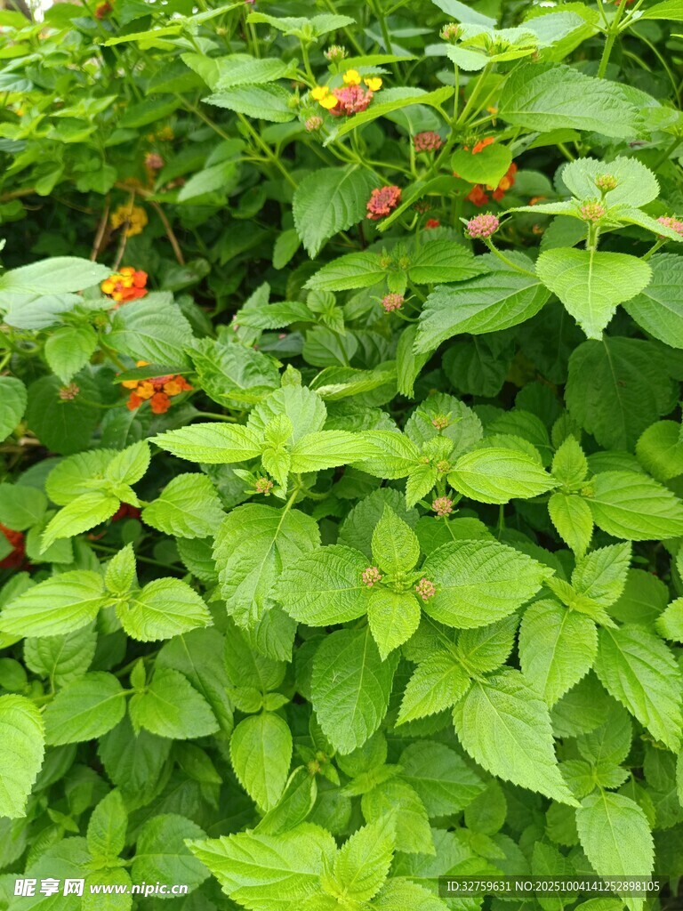 绿叶丛中的橙色小花