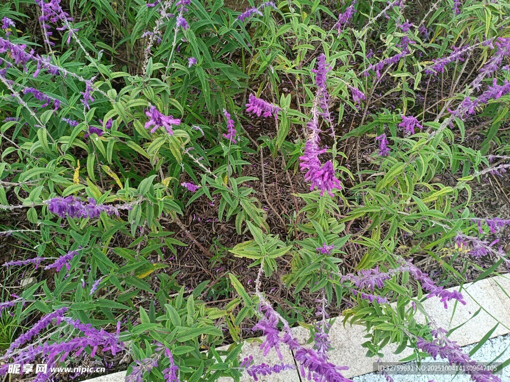 紫色花卉绿植特写