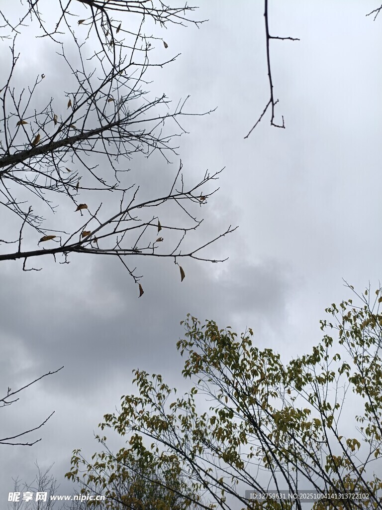 阴天树枝景色