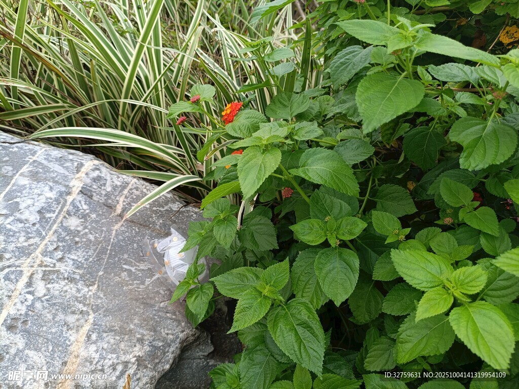 石边绿植与娇艳小花