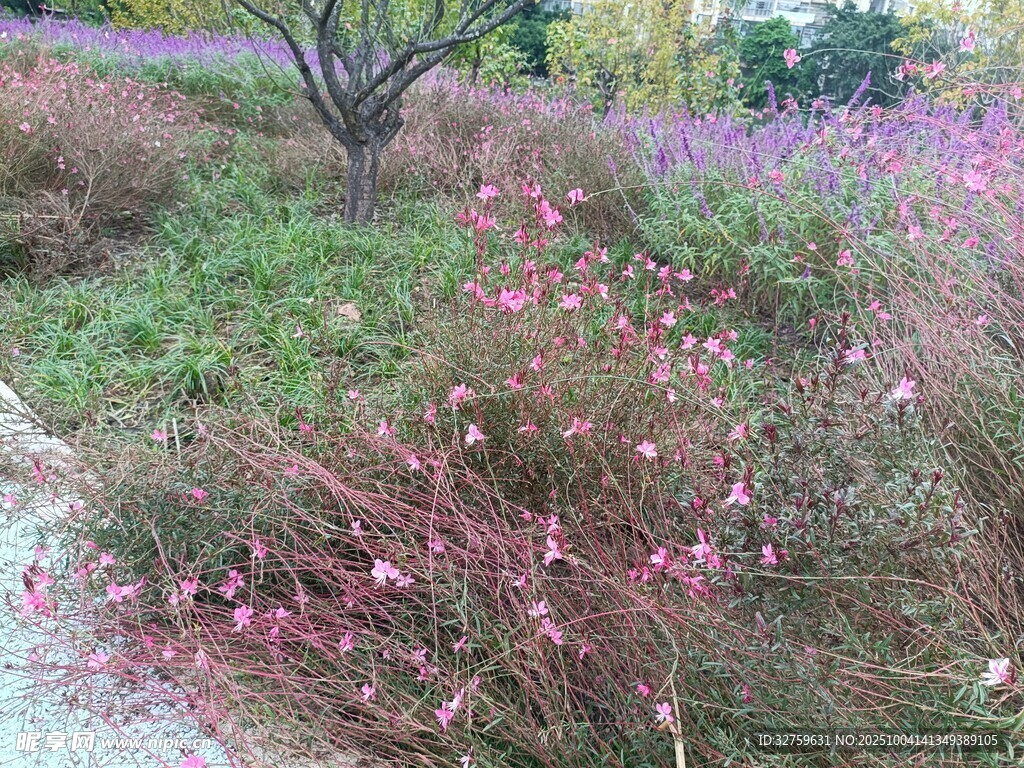 粉黛乱子草的美丽景致