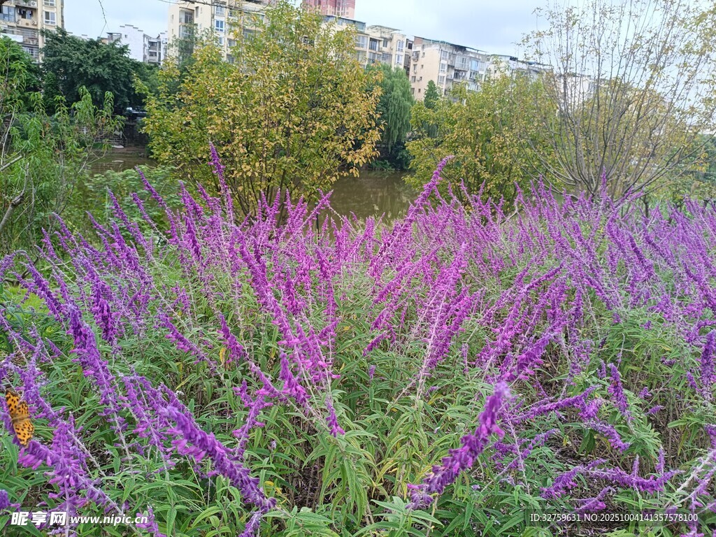 紫色花丛绽放自然美景