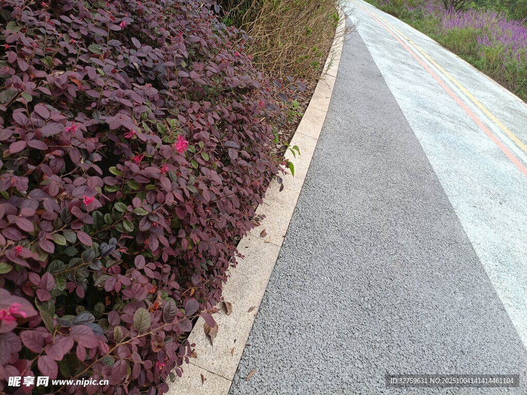 路边绿植与灰色步道景观