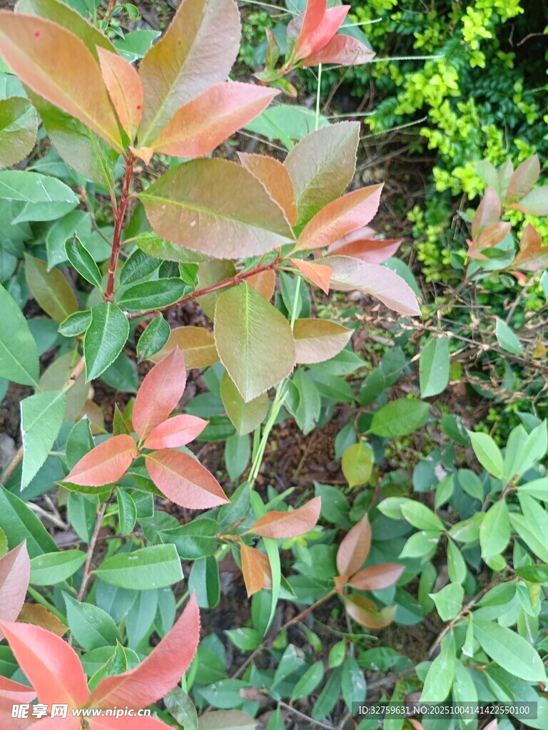 多彩叶片植物特写