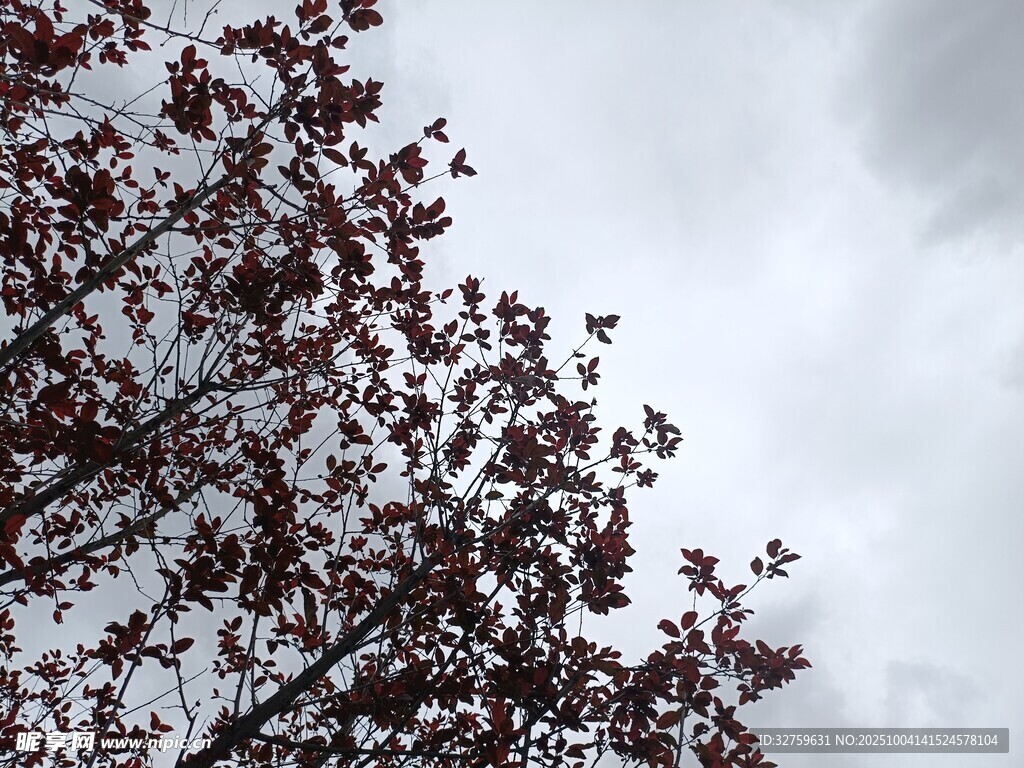 枝头红叶映灰蒙天空