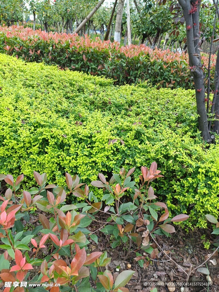 多彩绿植景观