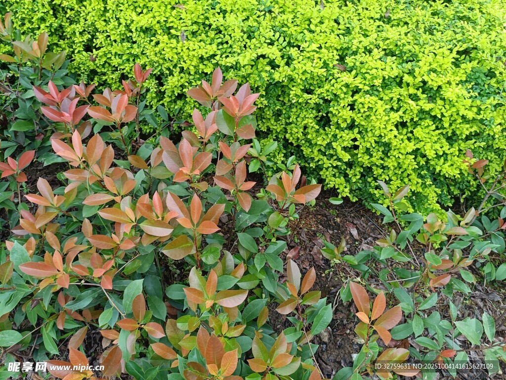 多彩植物景观