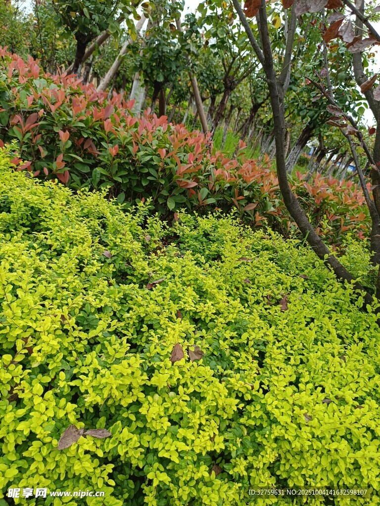 繁茂绿植景观