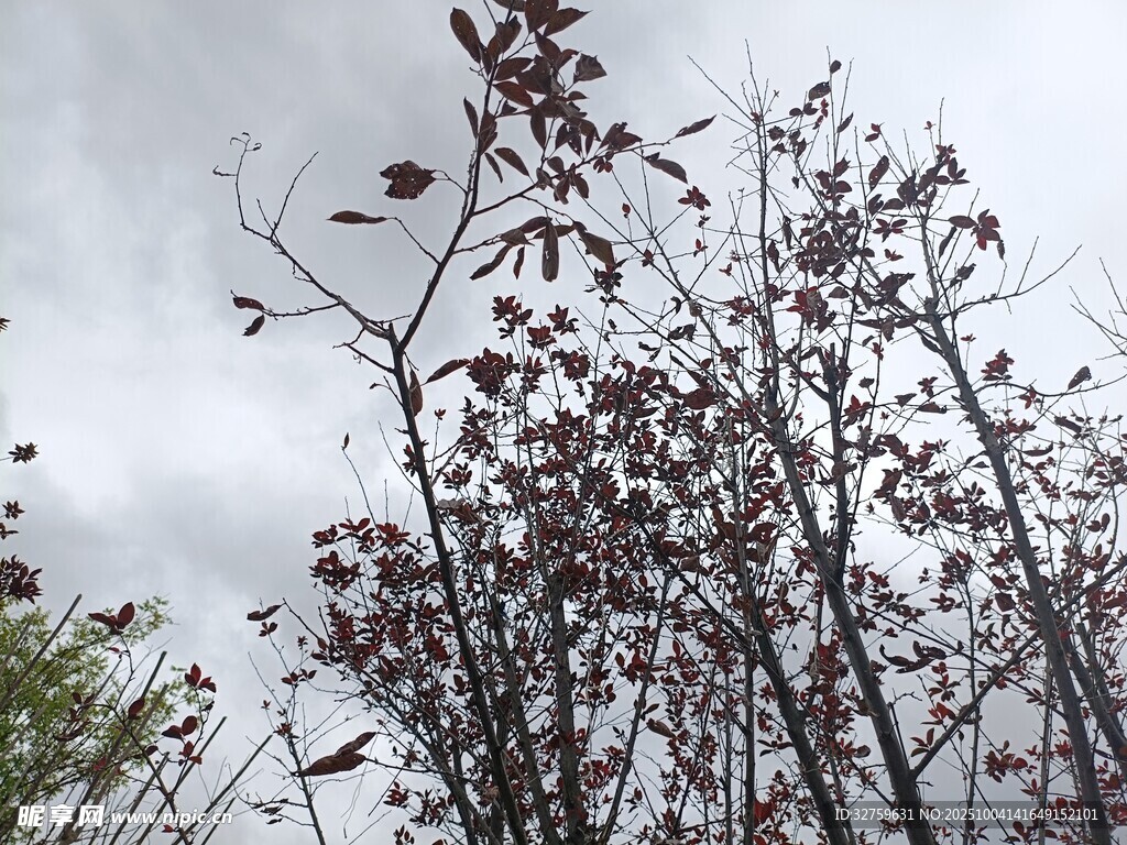 枝头红叶映灰白天空