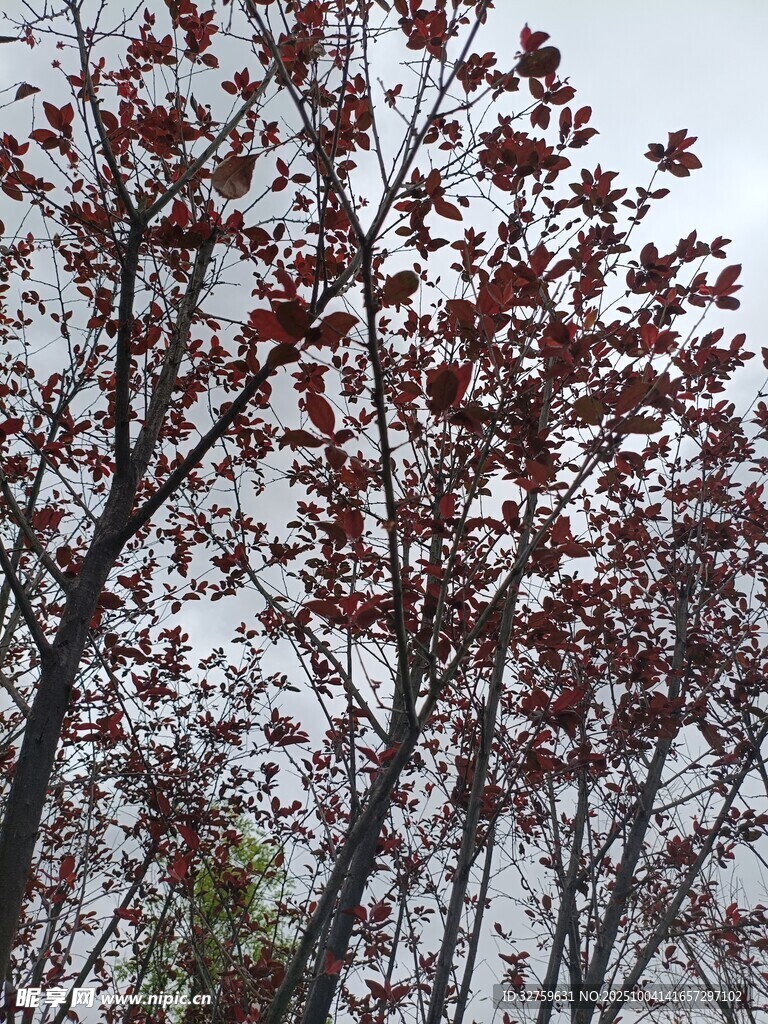 枝头红叶映灰白天空