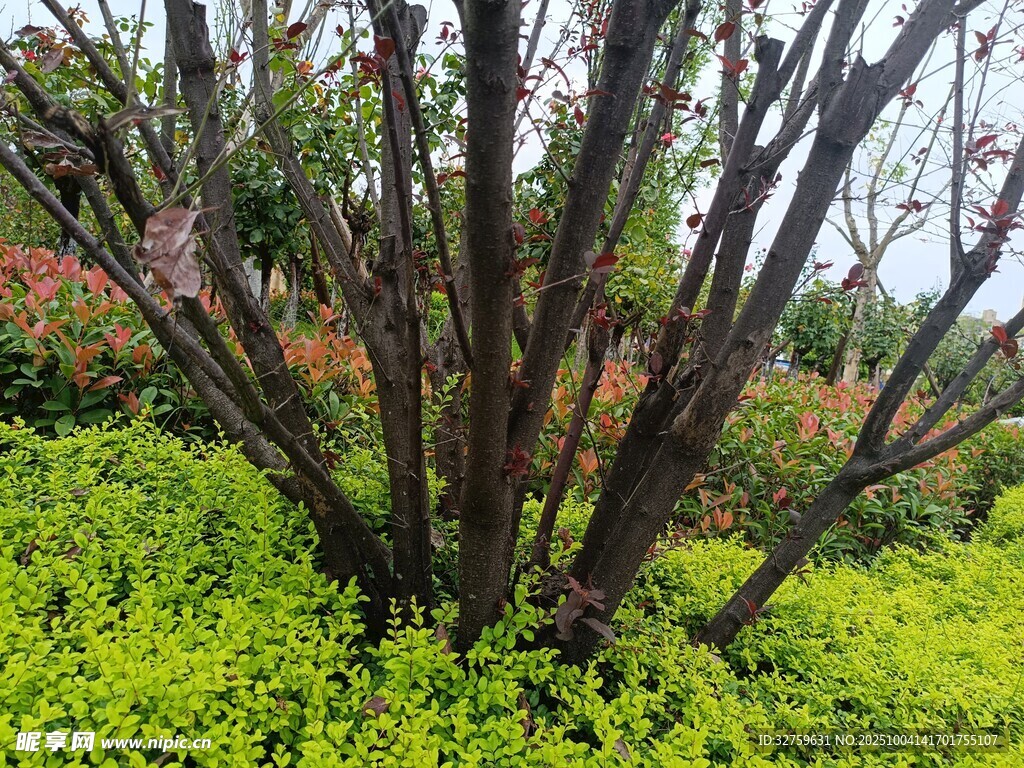 绿叶丛中的繁茂枝干