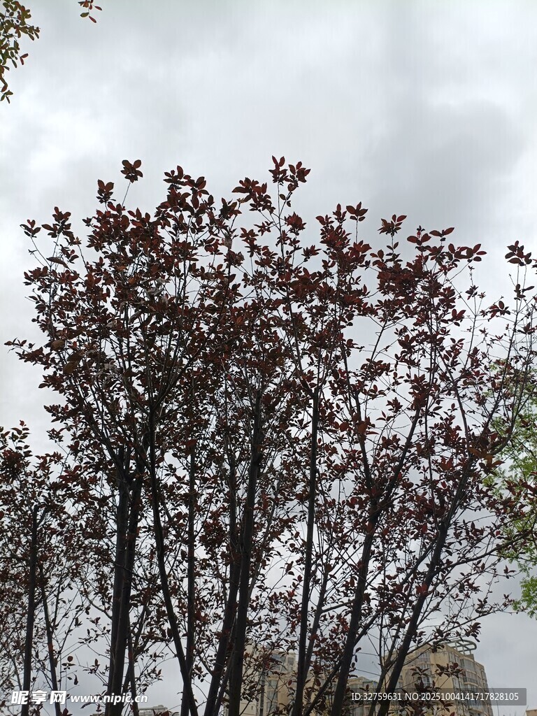 枝头红叶映灰白天空