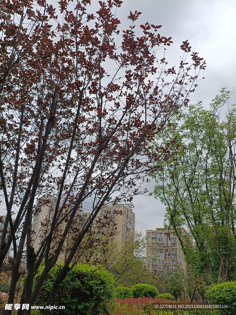 城市中繁茂的树木与建筑