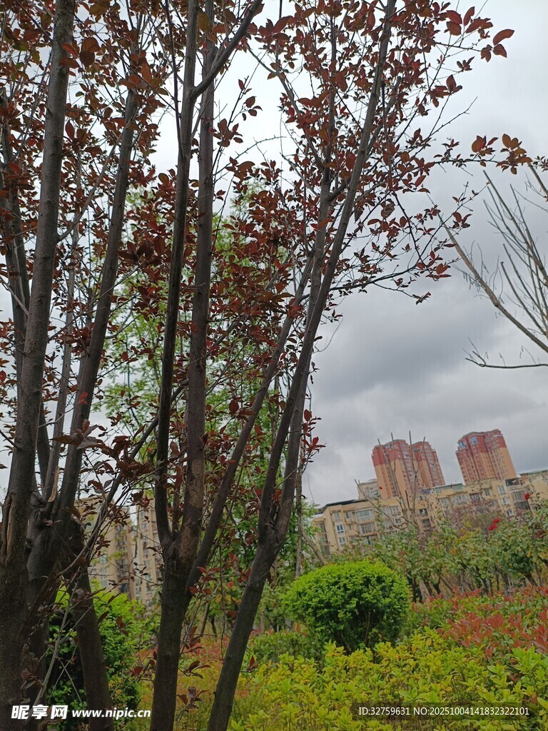 林间远望城市楼宇