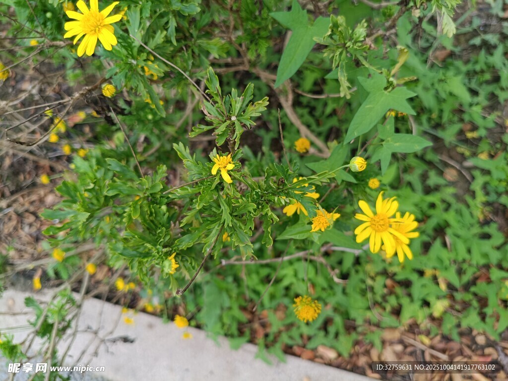 路边绽放的黄色小野花