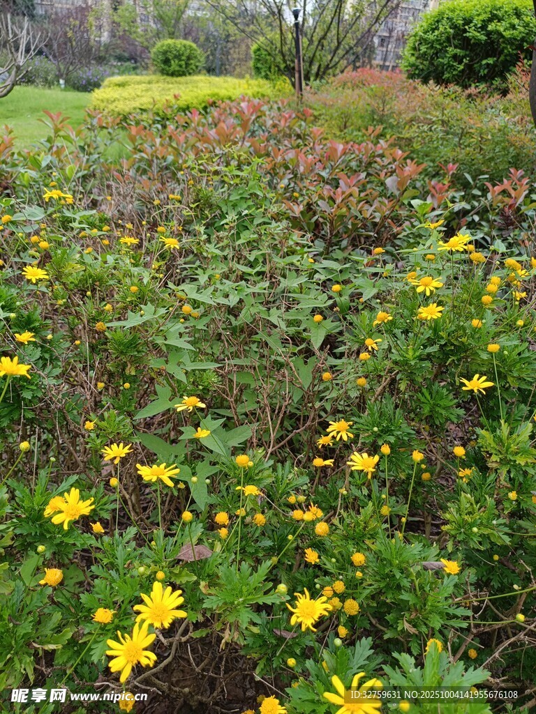 春日烂漫黄花盛放图景