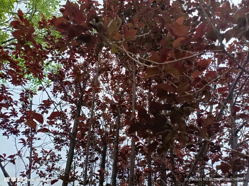 深红树叶 