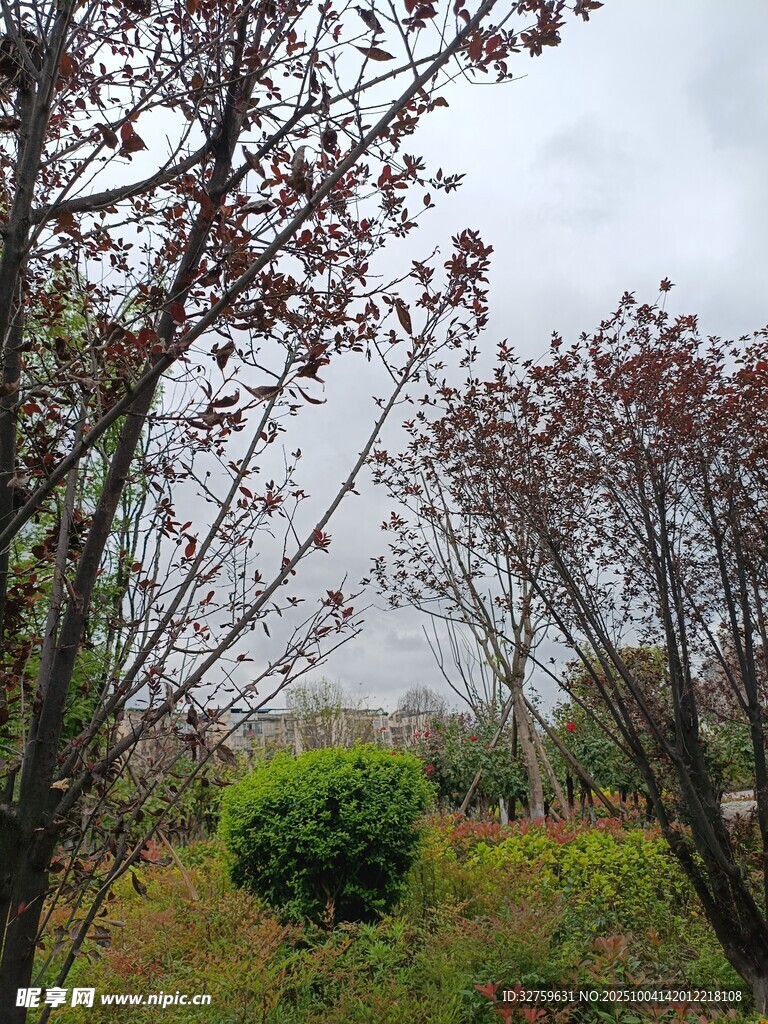 秋日郊野树木景观