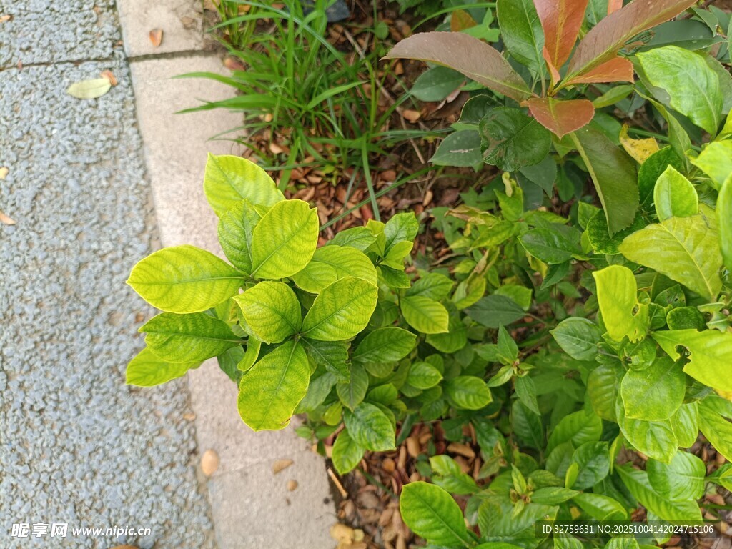 路边生机盎然的绿植花卉