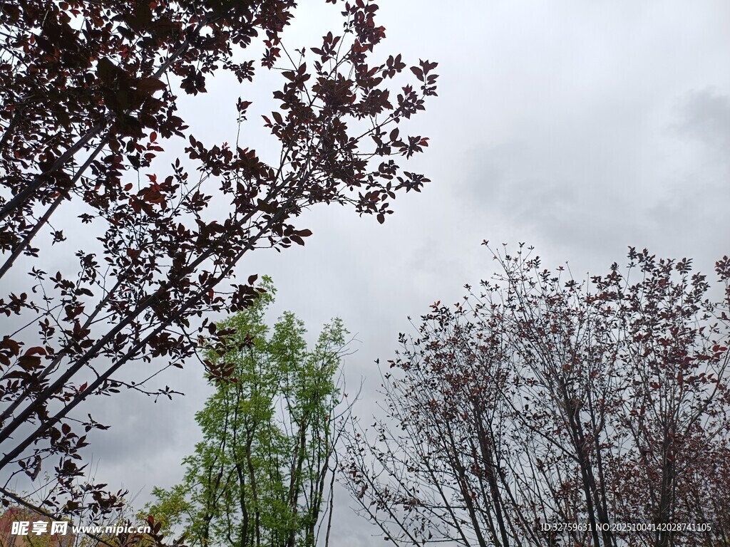雨中绽放的树木景观