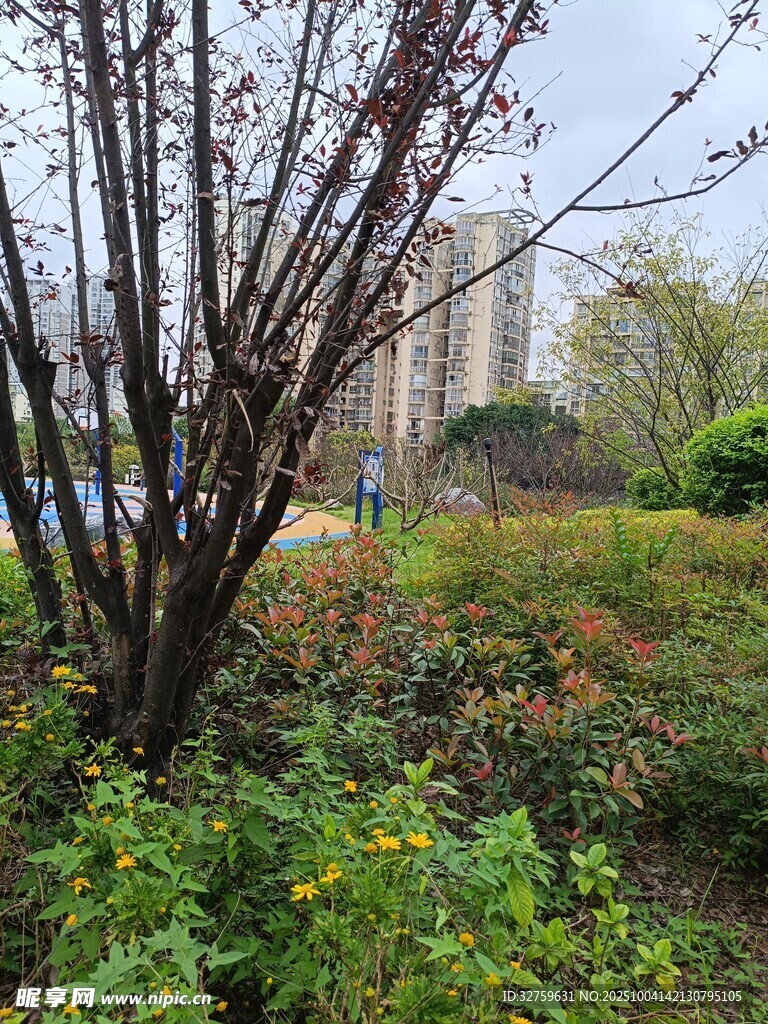 秋日城郊树木花草景致