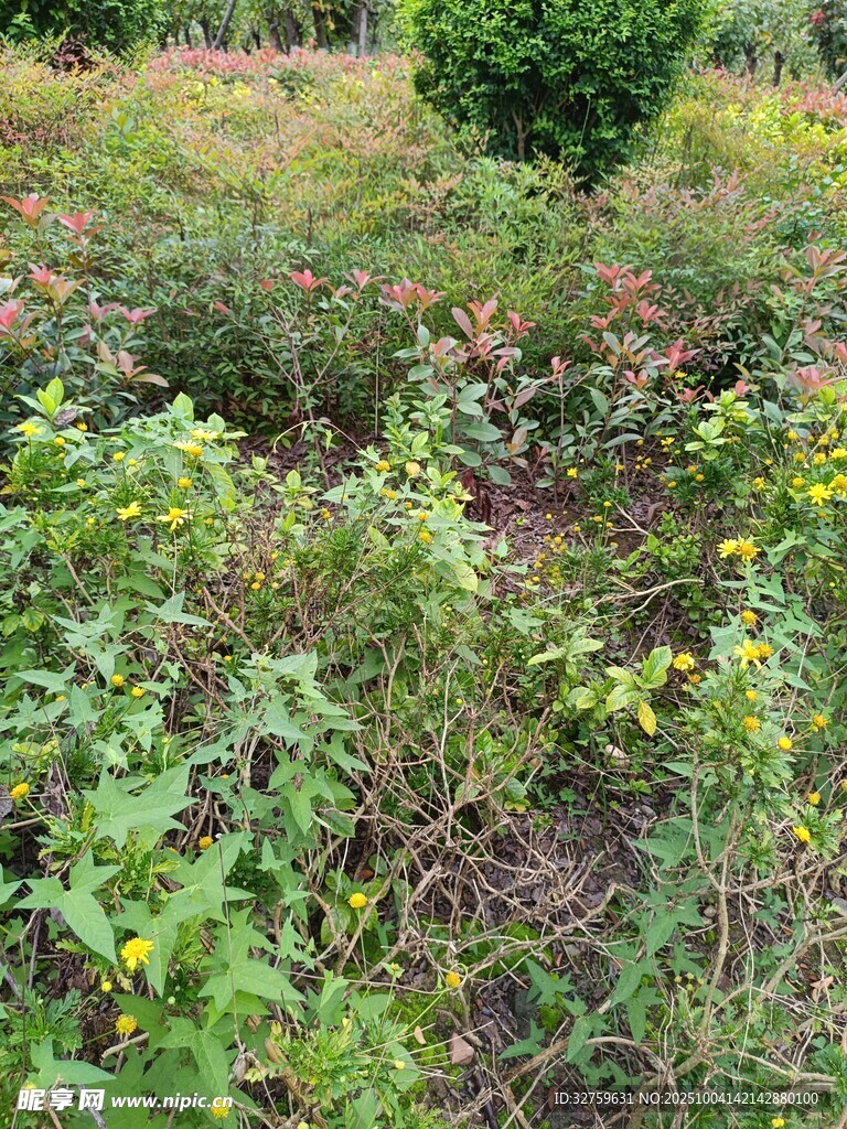 野外繁茂的花草绿植