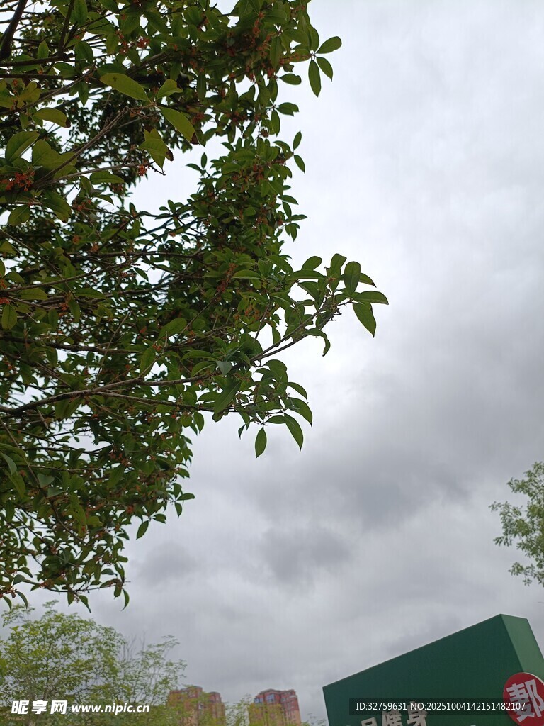 阴天时枝叶繁茂的绿树