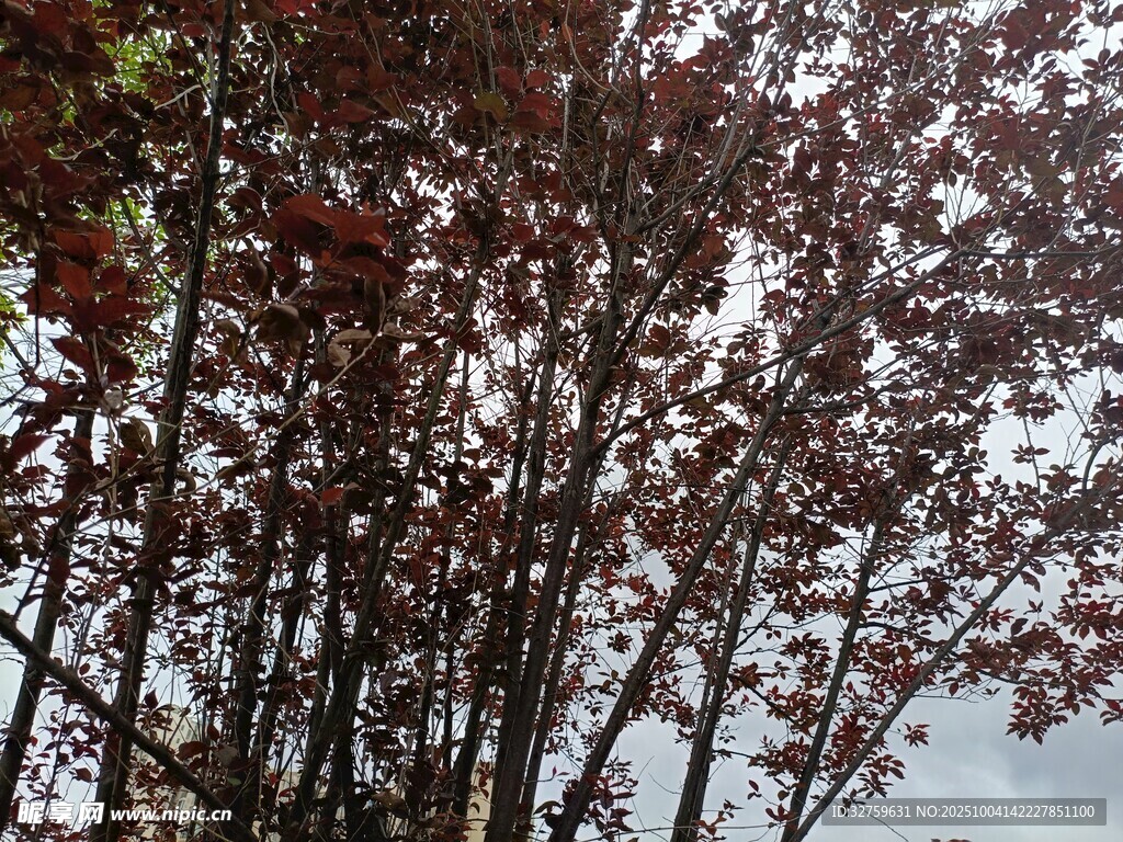 雨中红叶树枝景观