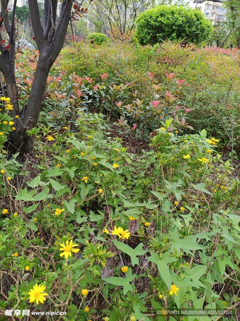 花园中的黄色小花与绿植