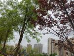 城市中绿树与红叶相映成趣