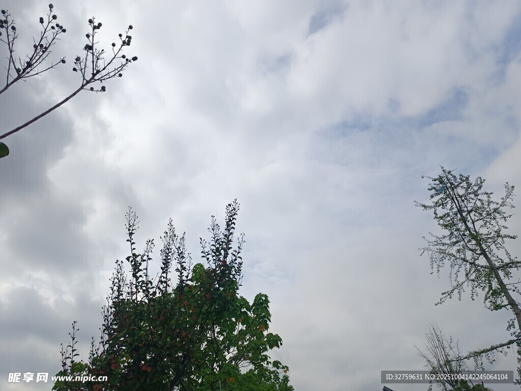 天空下的绿树与稀疏枝叶