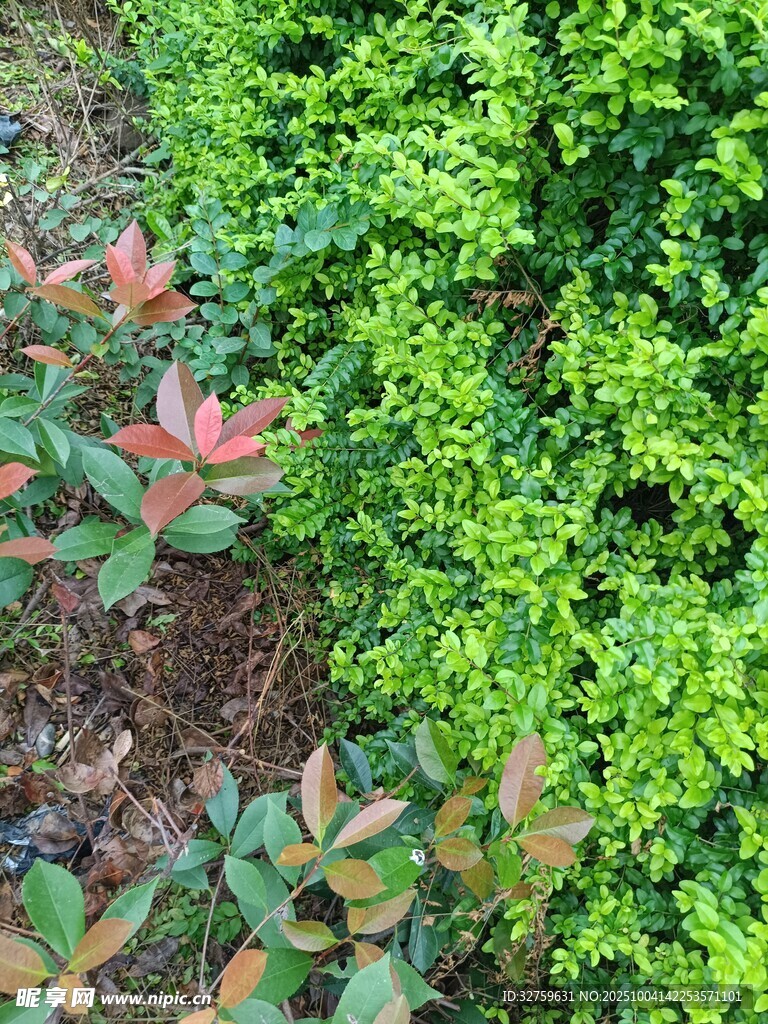 多彩绿植景观
