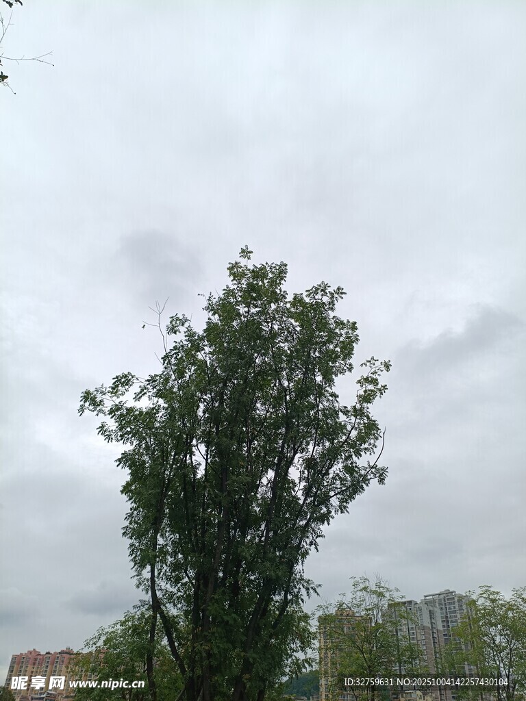 雨中挺立的茂盛树木