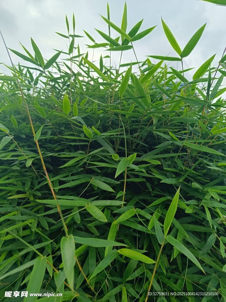 翠绿竹林