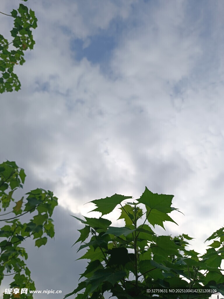 树叶间的蓝天与白云