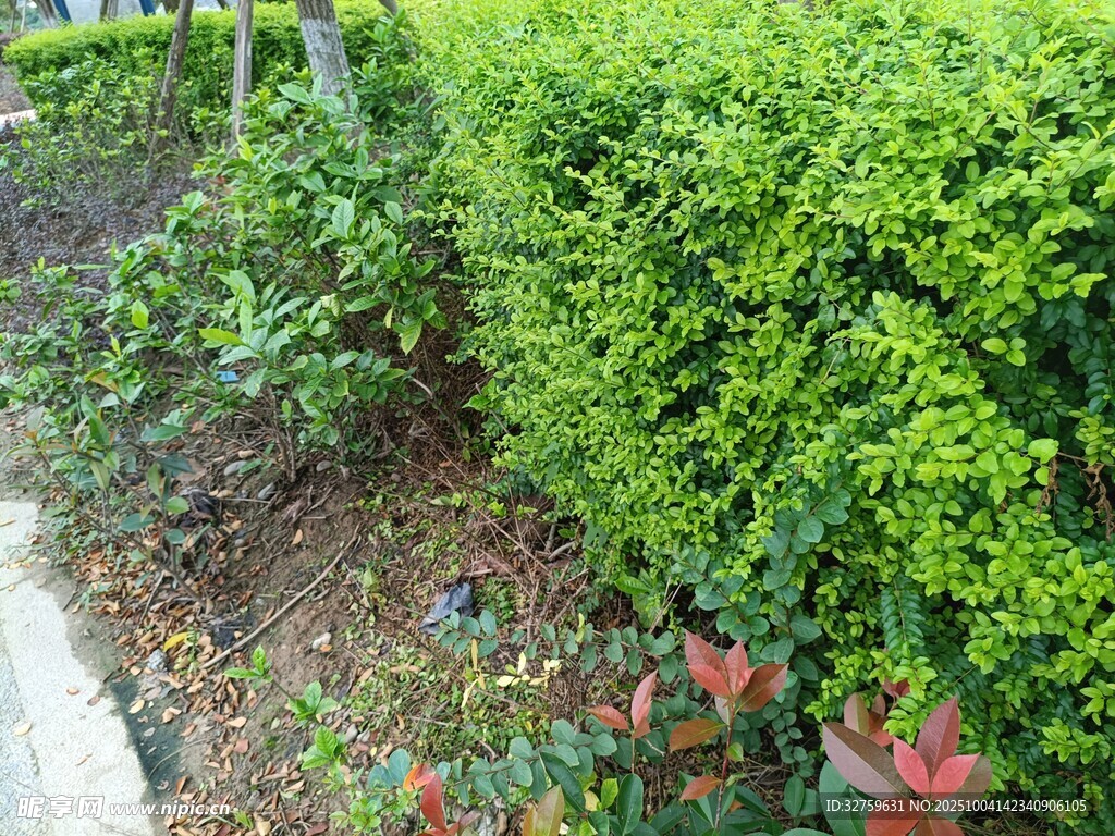 绿意盎然的园林植物景观