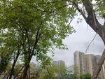 城市中绿树与高楼相映