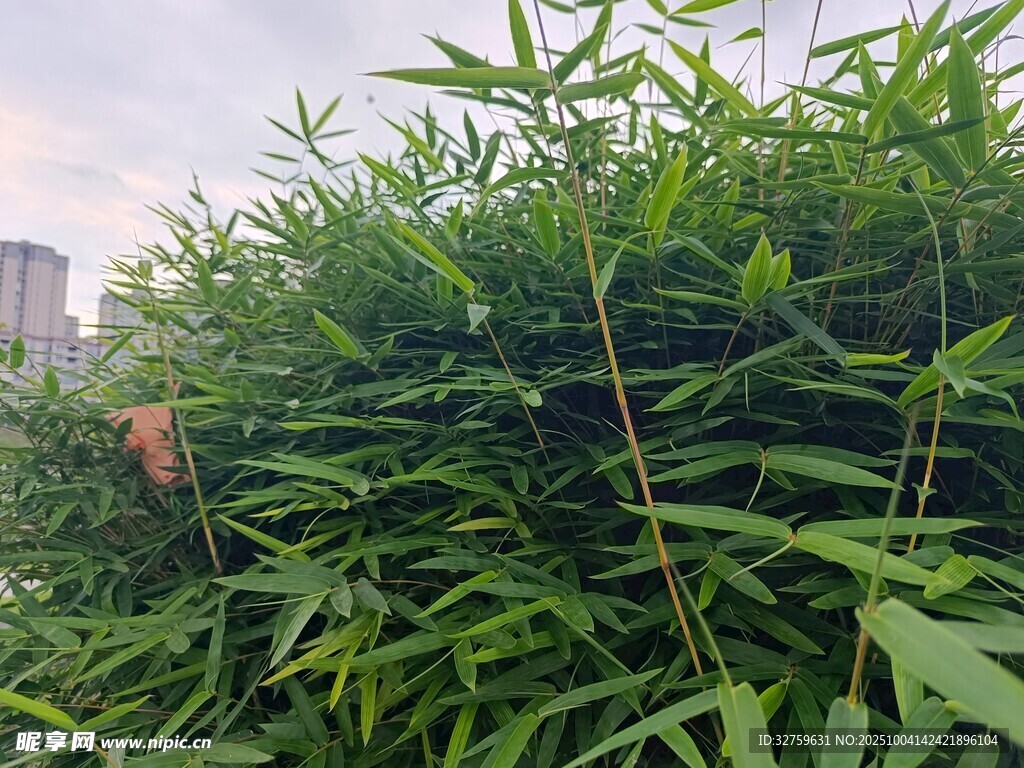 翠绿竹林