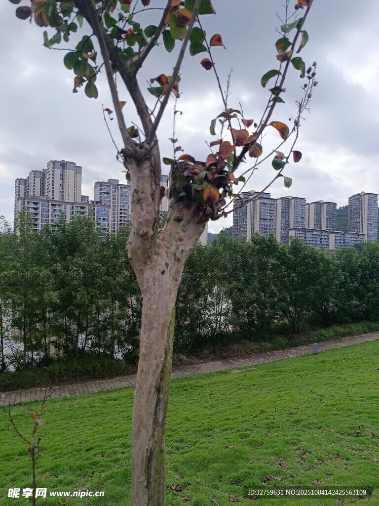 城市中孤独的树木景观