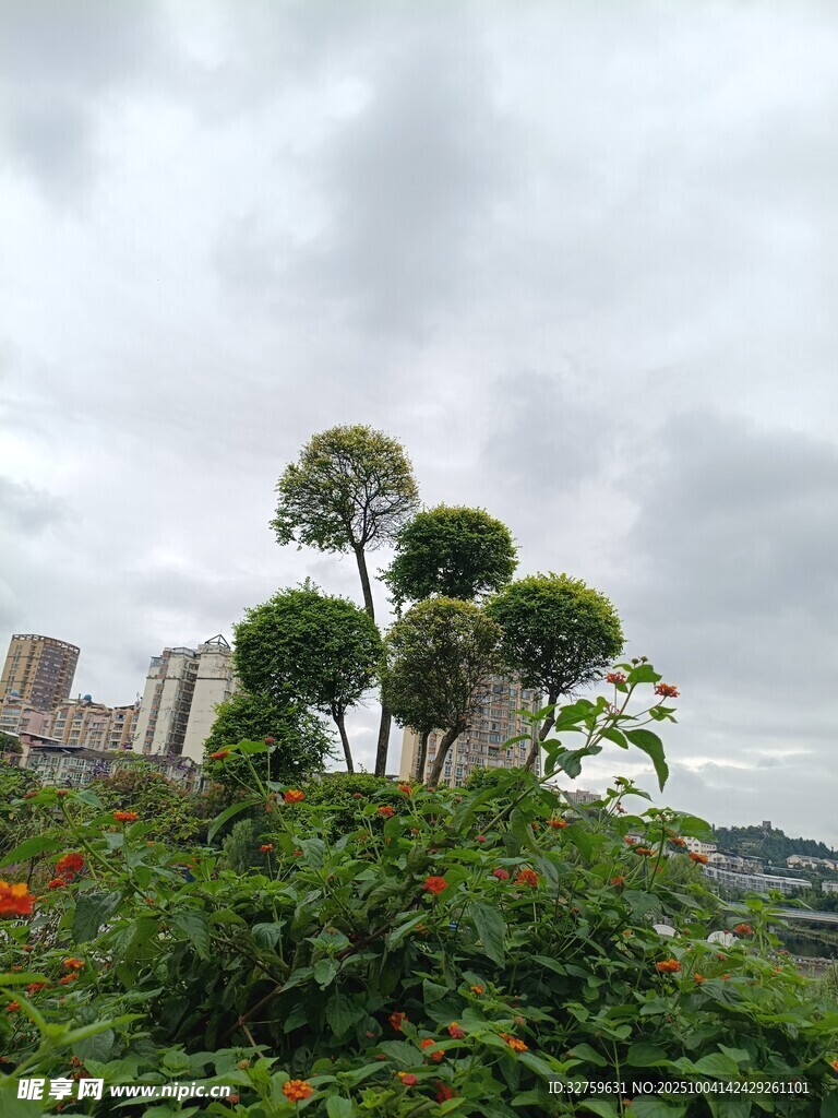 城市边绿意盎然的景观树