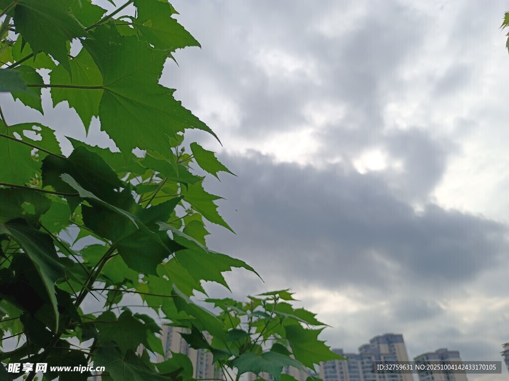 绿叶衬下的多云城市天际