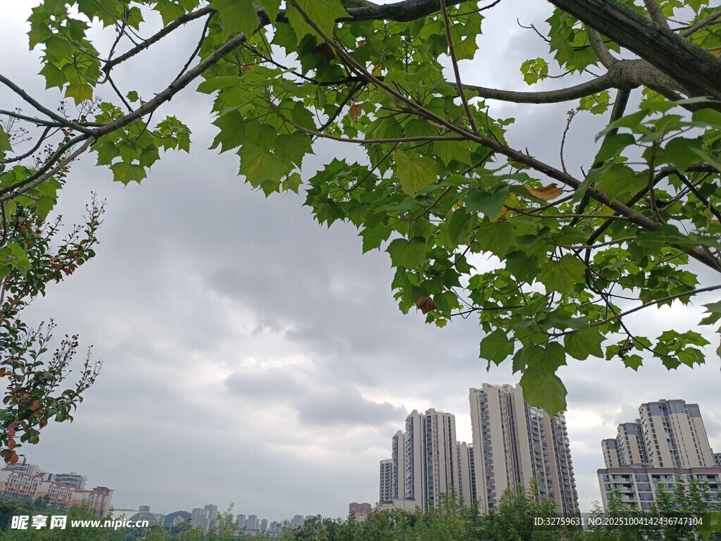 绿叶掩映下的城市高楼
