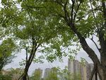 城市中绿树掩映高楼
