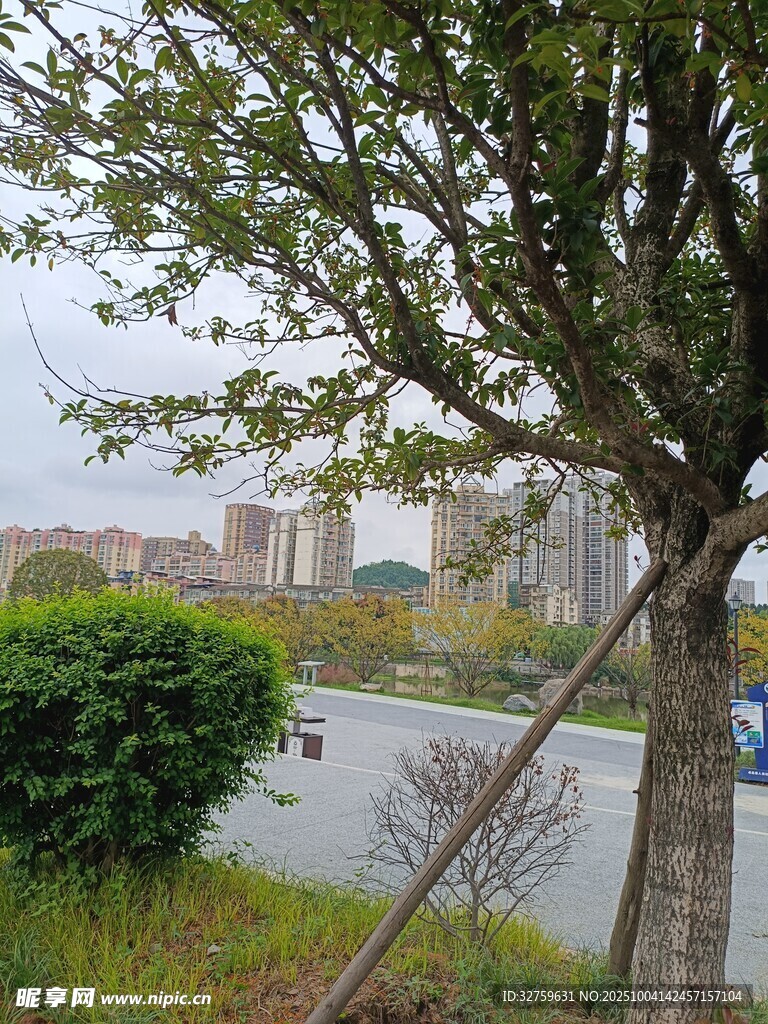 路边绿树与远处建筑景观