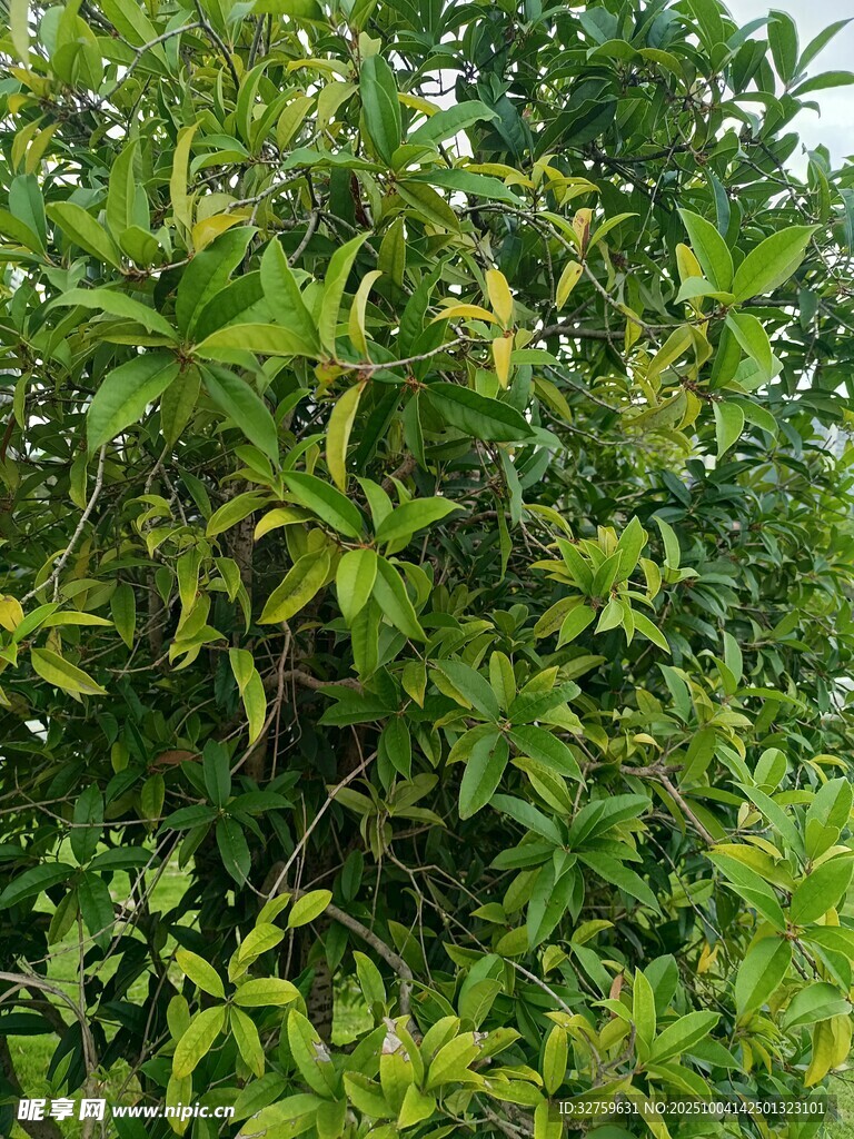 繁茂绿植