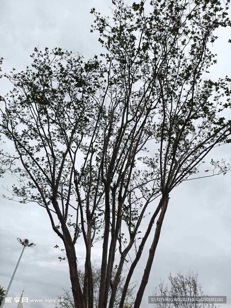 雨中枯树 