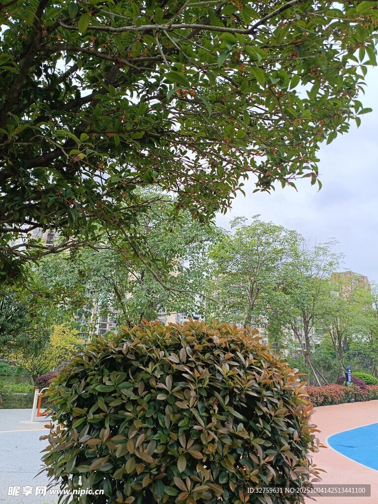 公园绿植景观