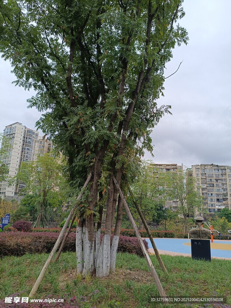 户外树木支撑场景