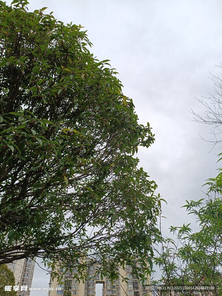 茂盛绿树与远处建筑景观