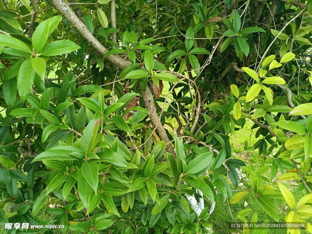 繁茂绿植中的弯曲树枝